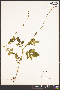 Agrimonia pubescens image