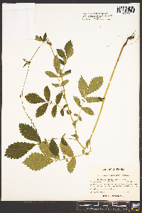 Agrimonia pubescens image