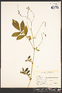 Agrimonia pubescens image