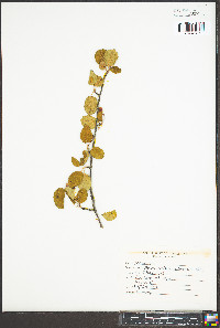 Amelanchier alnifolia image