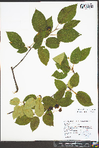 Amelanchier laevis image