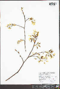 Amelanchier laevis image