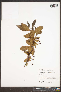 Aronia atropurpurea image