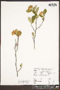 Aronia melanocarpa image