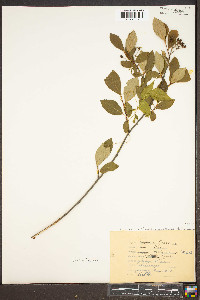 Aronia melanocarpa image