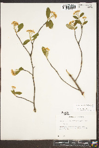 Aronia melanocarpa image