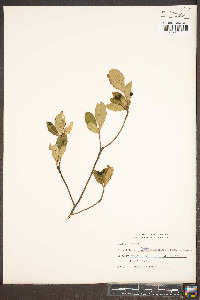 Aronia melanocarpa image