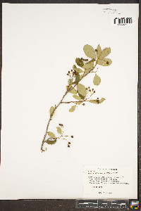 Aronia melanocarpa image