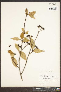 Aronia melanocarpa image