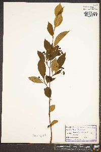 Aronia melanocarpa image