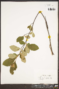 Aronia melanocarpa image