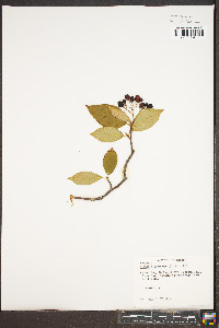 Aronia melanocarpa image