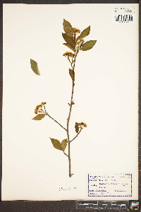 Aronia melanocarpa image