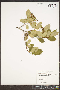 Aronia melanocarpa image