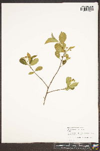 Aronia × prunifolia image