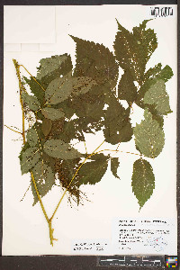 Aruncus dioicus var. dioicus image