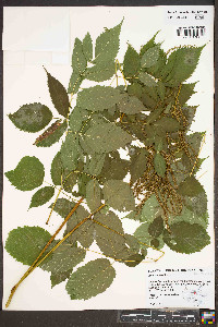 Aruncus dioicus var. dioicus image