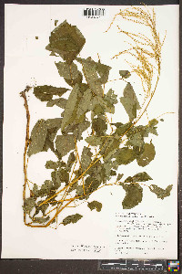 Aruncus dioicus var. dioicus image