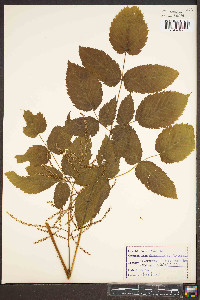 Aruncus dioicus image