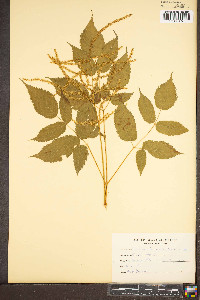 Aruncus dioicus image