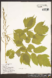 Aruncus dioicus image