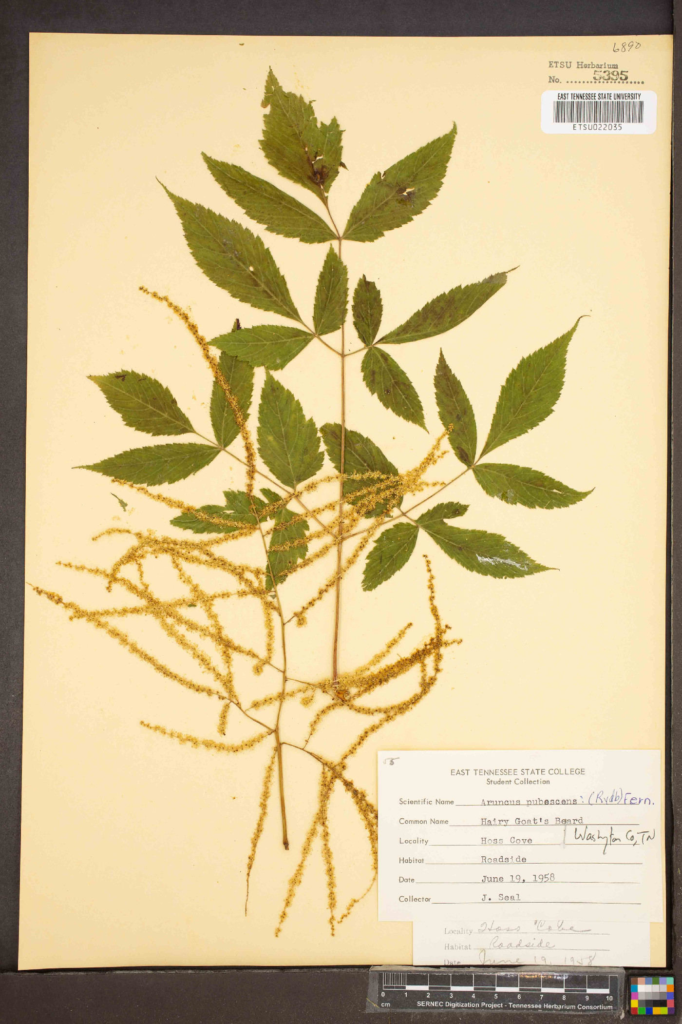 Aruncus pubescens image