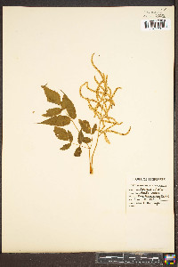 Aruncus sylvester image