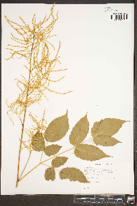 Aruncus dioicus image