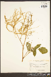 Aruncus dioicus image