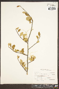 Cercocarpus montanus image