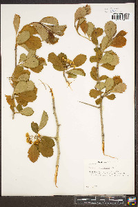 Crataegus berberifolia image