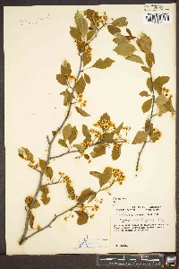 Crataegus engelmannii image