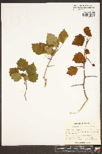 Crataegus flabellata image