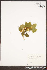 Crataegus flabellata image