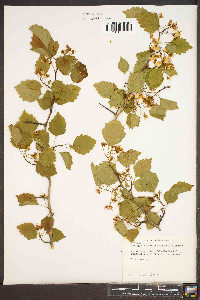 Crataegus flabellata image