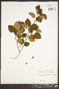 Crataegus flabellata image