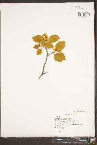 Crataegus flava image