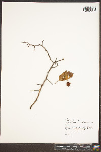 Crataegus intricata image