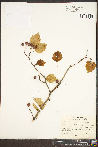 Crataegus macrosperma var. roanensis image