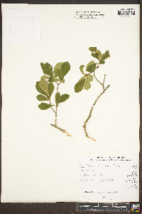 Crataegus punctata image