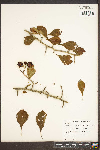 Crataegus punctata image