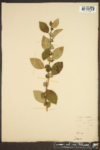 Cydonia japonica image