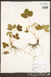 Fragaria vesca image