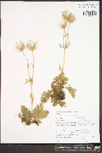 Geum triflorum image