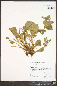 Geum macrophyllum image