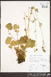 Geum macrophyllum image