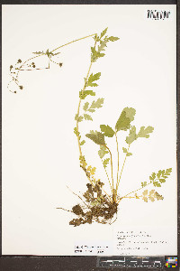 Geum vernum image