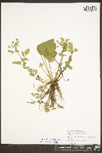 Geum vernum image