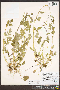 Geum vernum image