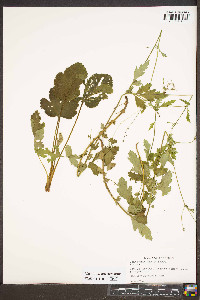 Geum vernum image